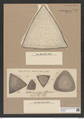 Triceratium giganteum Grev. (de-Toni-Nr.: Genus 140, Species 3762) Zeichnungen Sammlung Grunow Nr. 7280 (NHMW-BOT-W0376297)